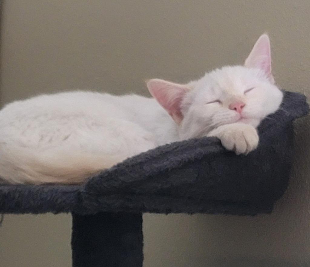 Enlarge Simon - Flamepoint Siamese, an adopted Siamese in Houston, TX image 2/4