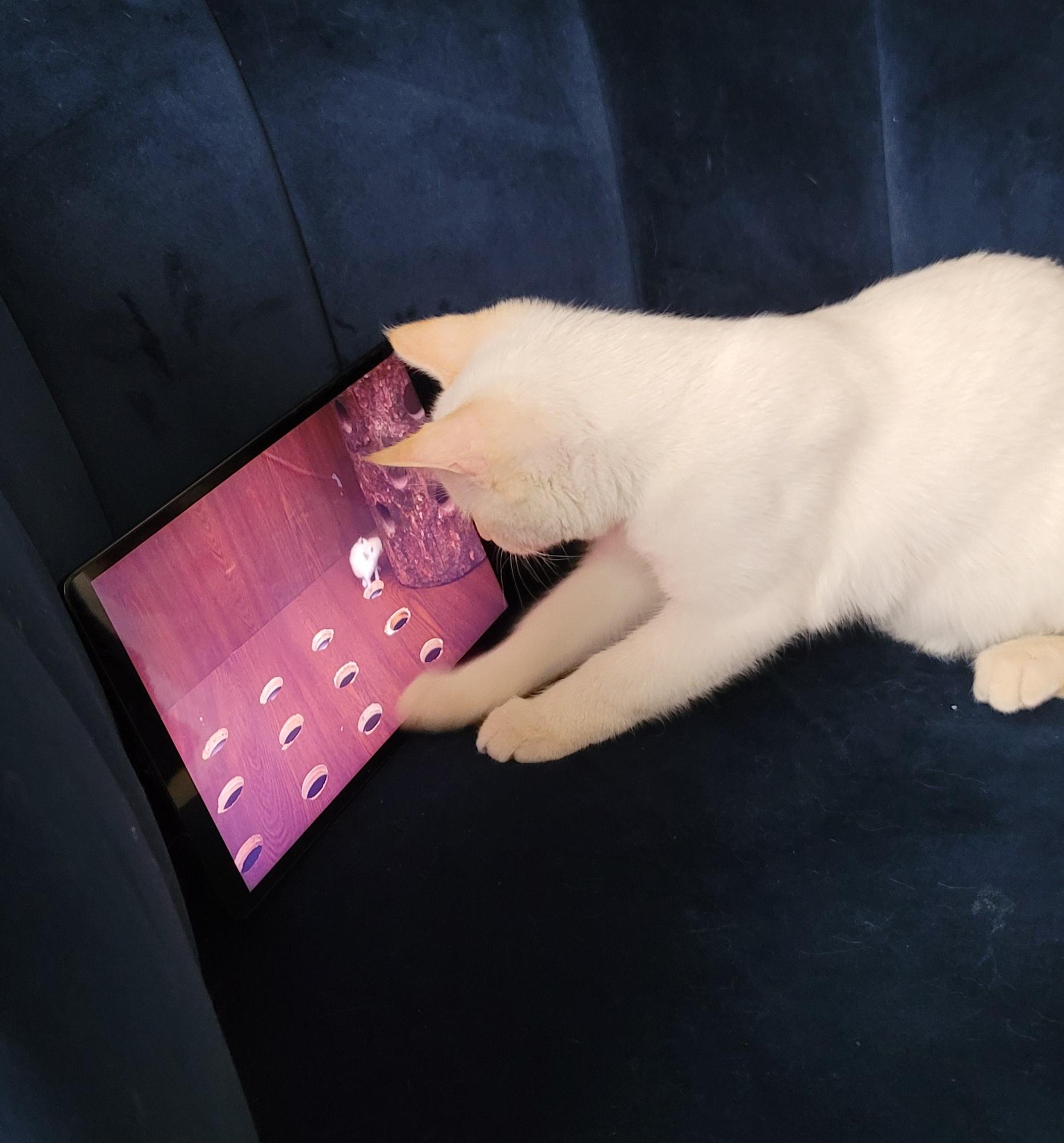 Enlarge Simon - Flamepoint Siamese, an adopted Siamese in Houston, TX image 3/4