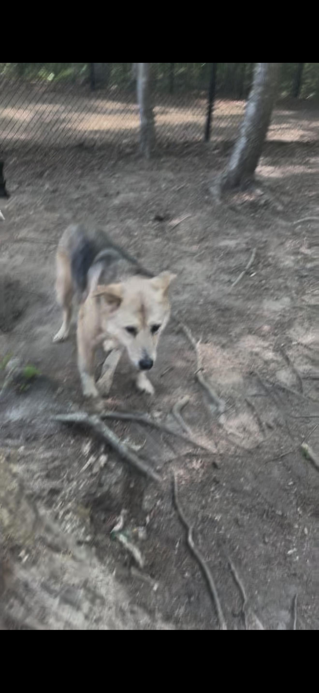 Suka, Adoptable, Senior Female Husky.