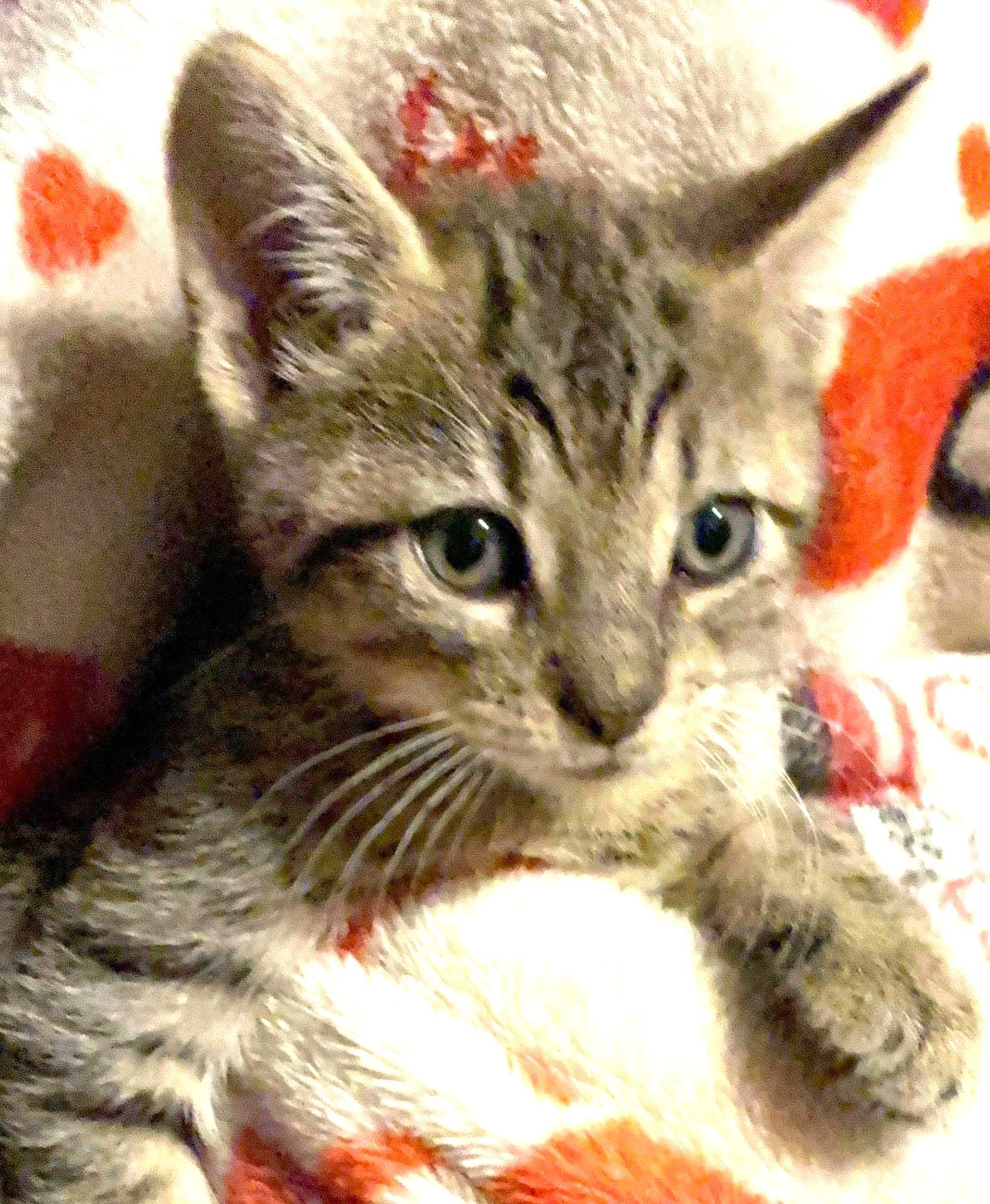 Enlarge Jagger, an adopted Domestic Short Hair in Great Neck, NY image 1/5