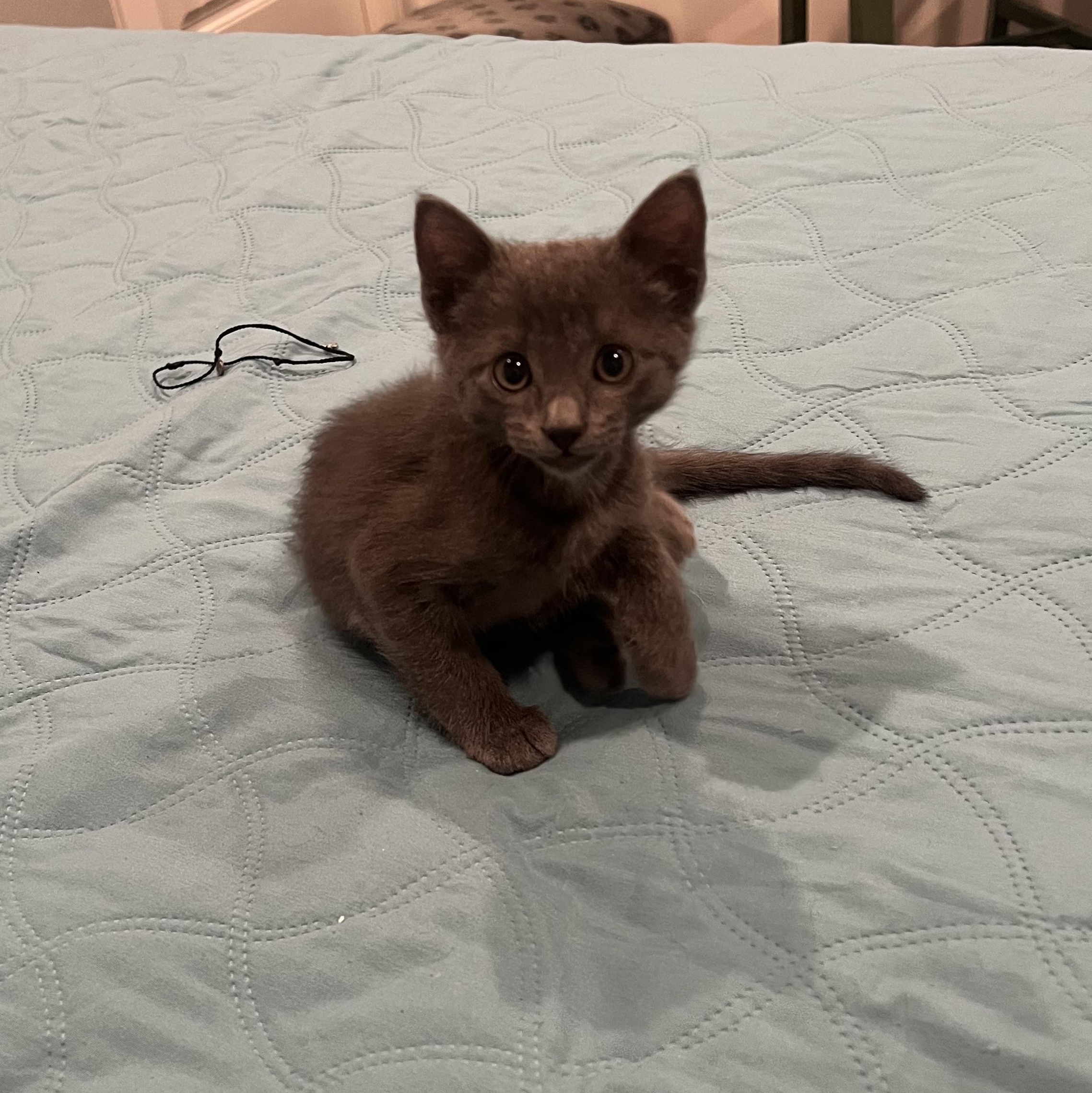 Scooby, a Adopted mixed breed in Ladonia, TX image 5/6