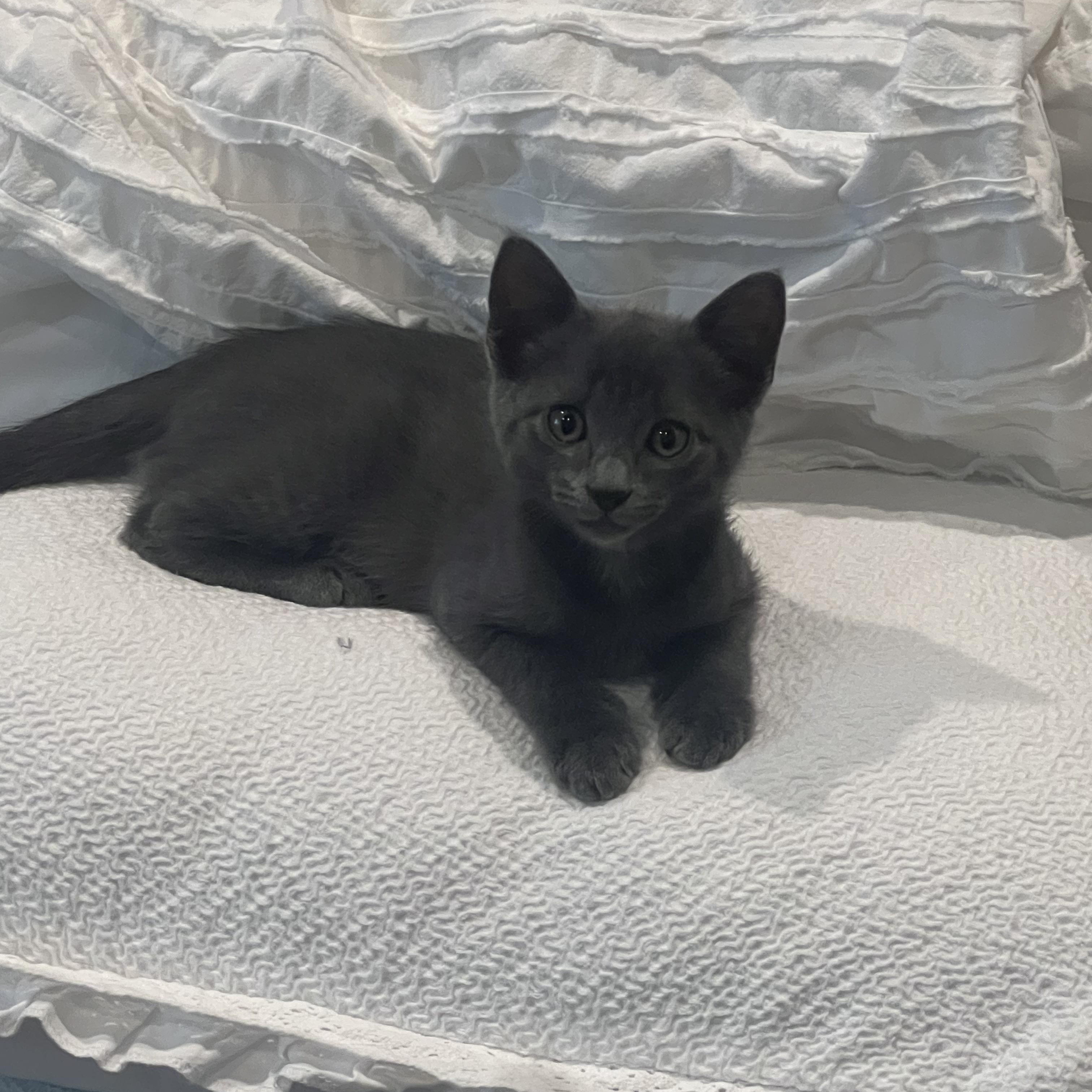 Scooby, Adopted, Kitten Male Domestic Medium Hair.