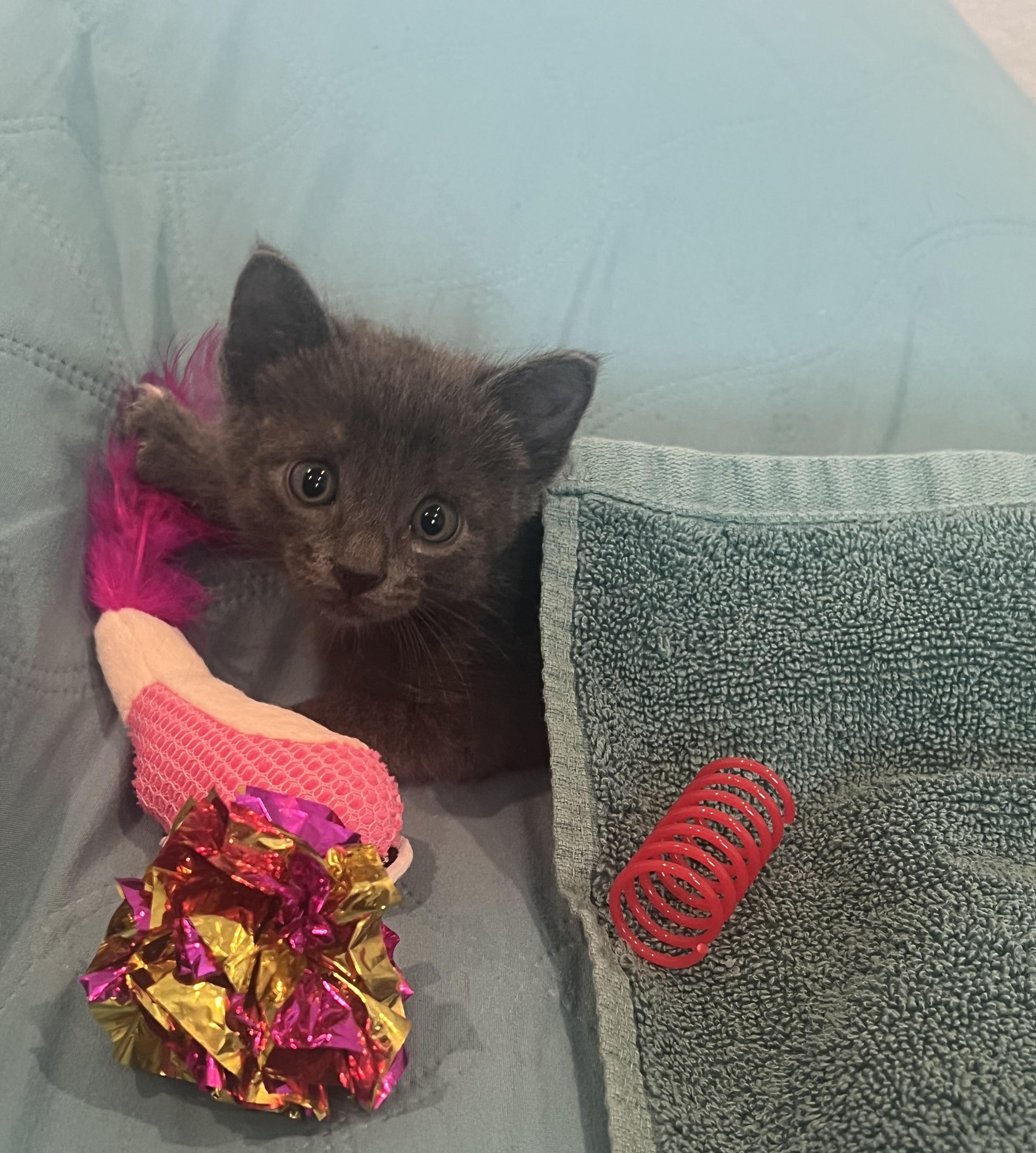 Scooby, a Adopted mixed breed in Ladonia, TX image 2/6