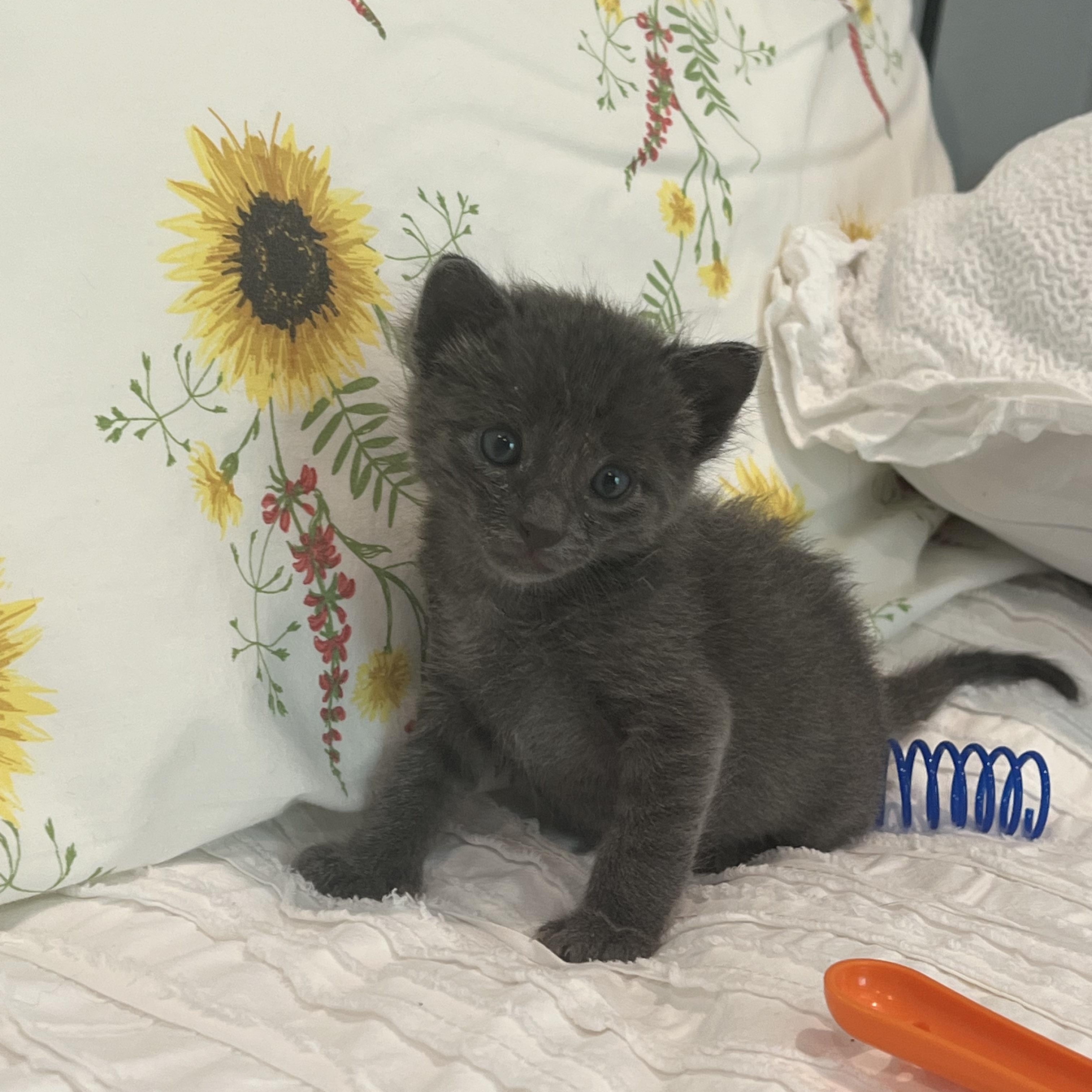 Scooby, a Adopted mixed breed in Ladonia, TX image 6/6