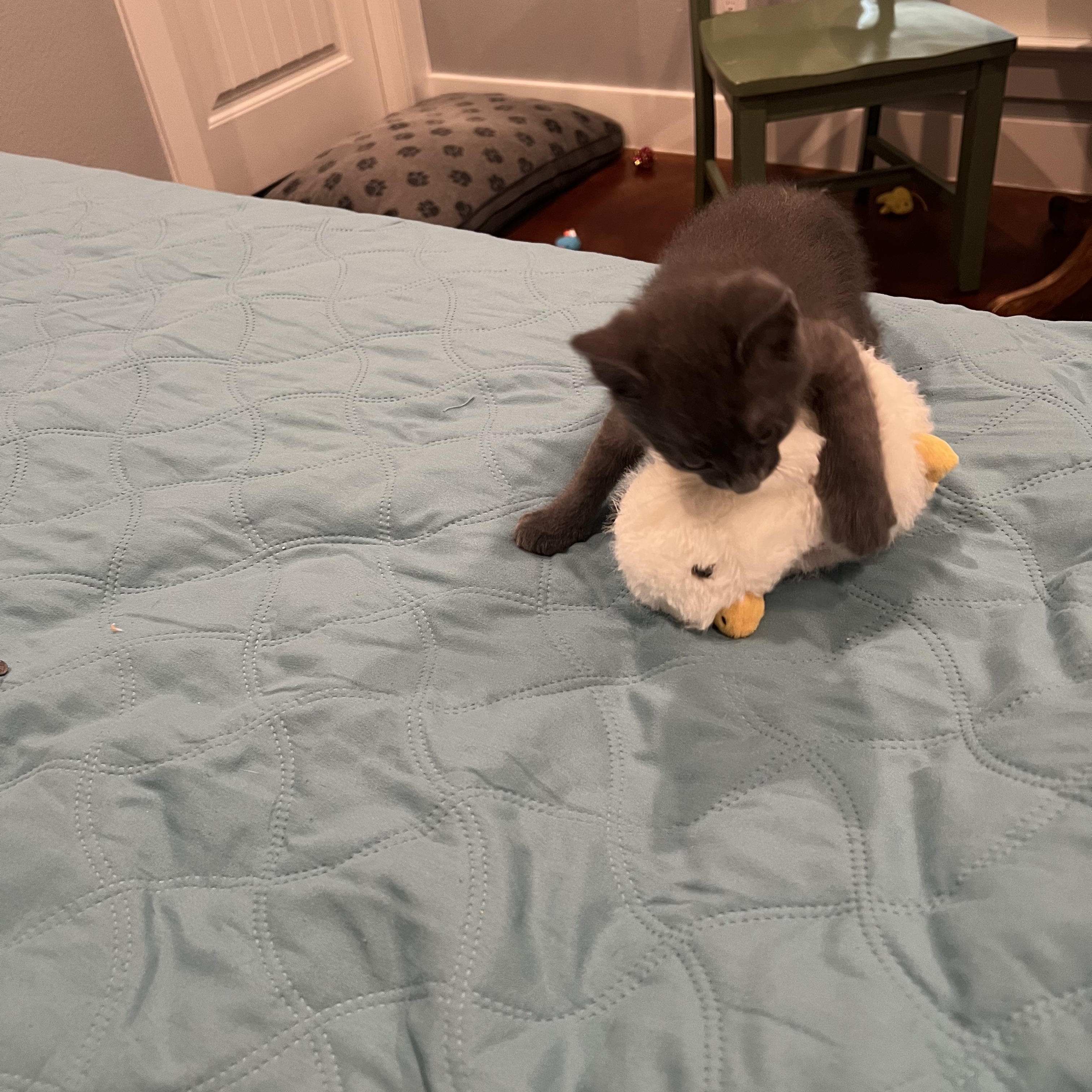 Scooby, a Adopted mixed breed in Ladonia, TX image 4/6