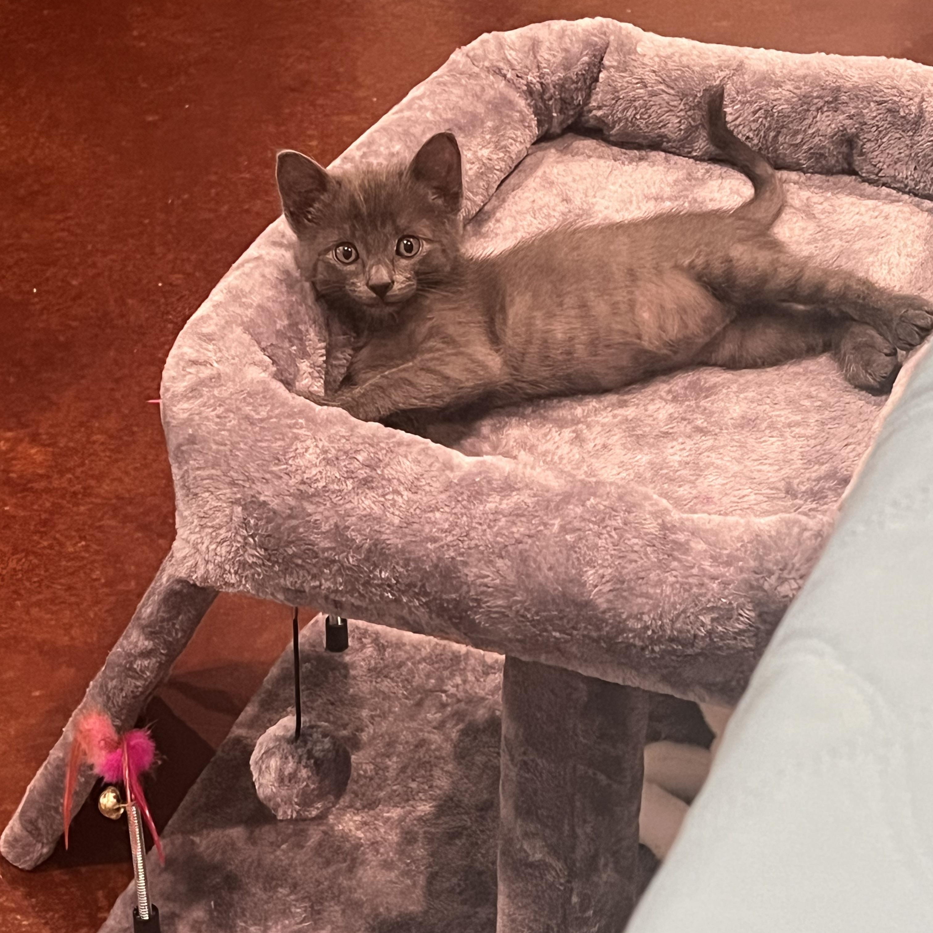 Scooby, a Adopted mixed breed in Ladonia, TX image 3/6