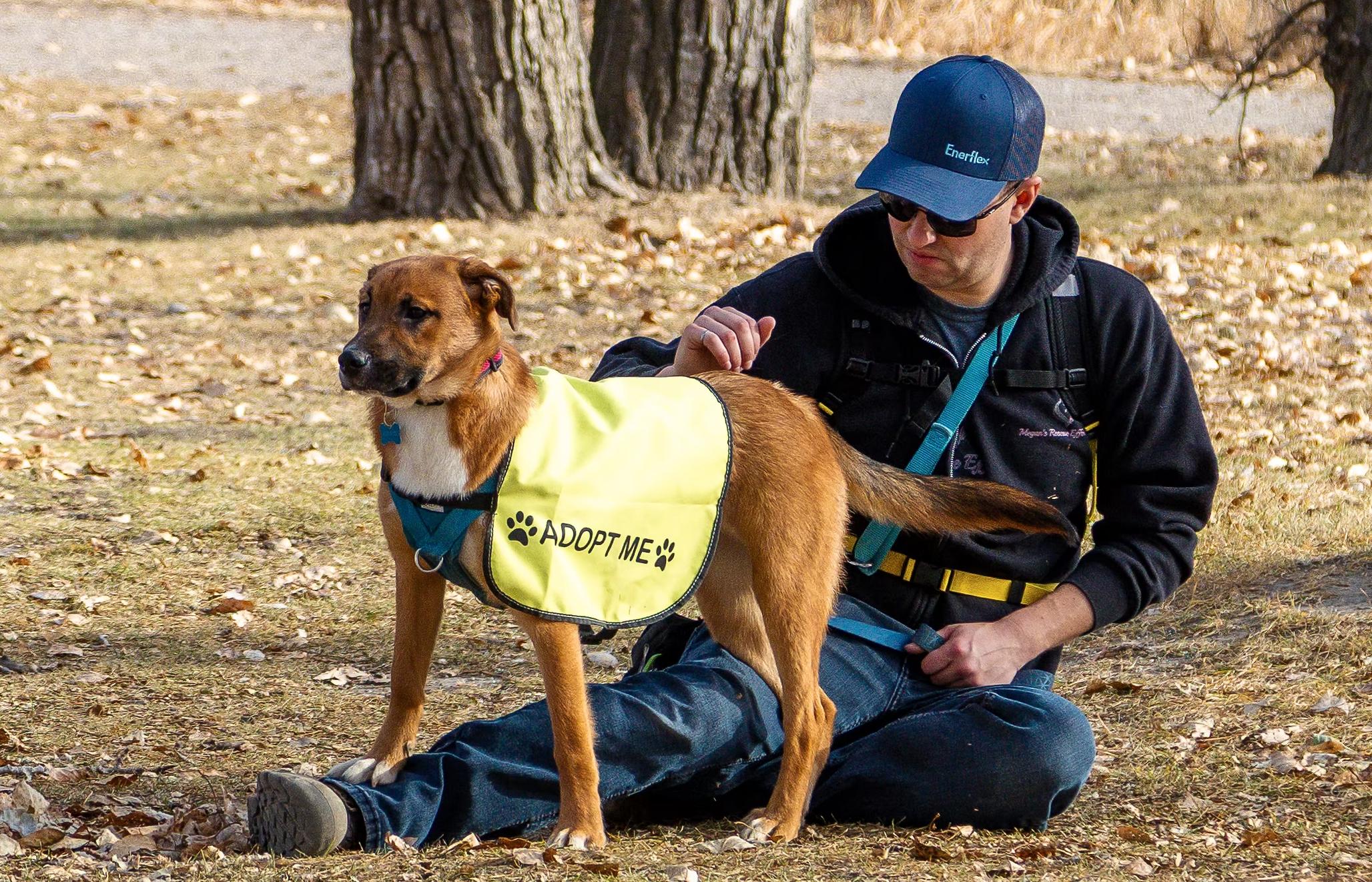 Enlarge Kensi, an adoptable mixed breed in Calgary, AB image 2/4