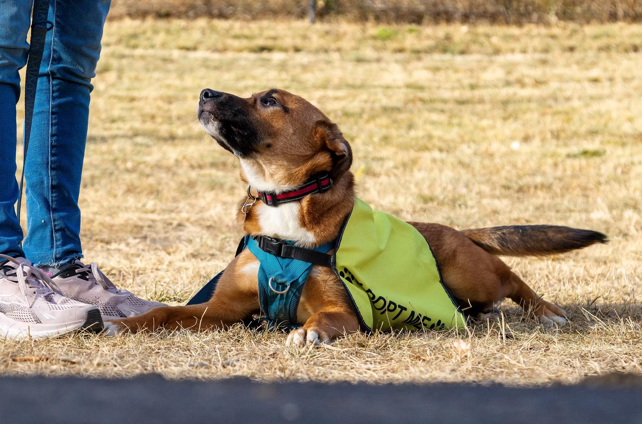 Kensi, adoptable, Young Female Shepherd.