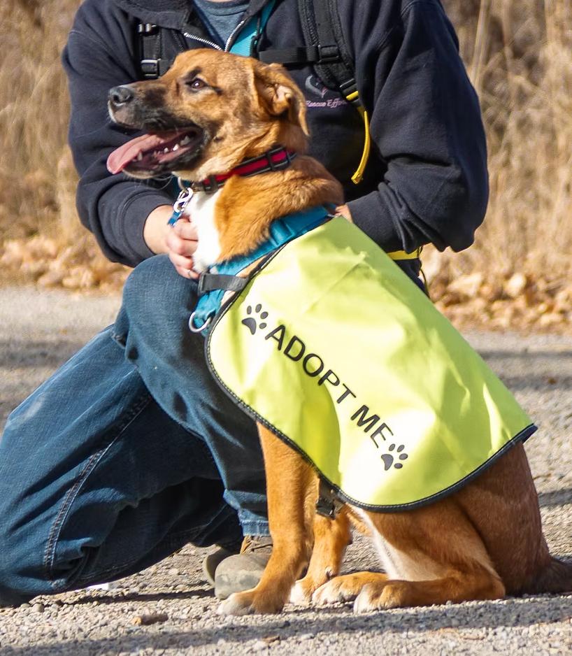 Enlarge Kensi, an adoptable mixed breed in Calgary, AB image 4/4