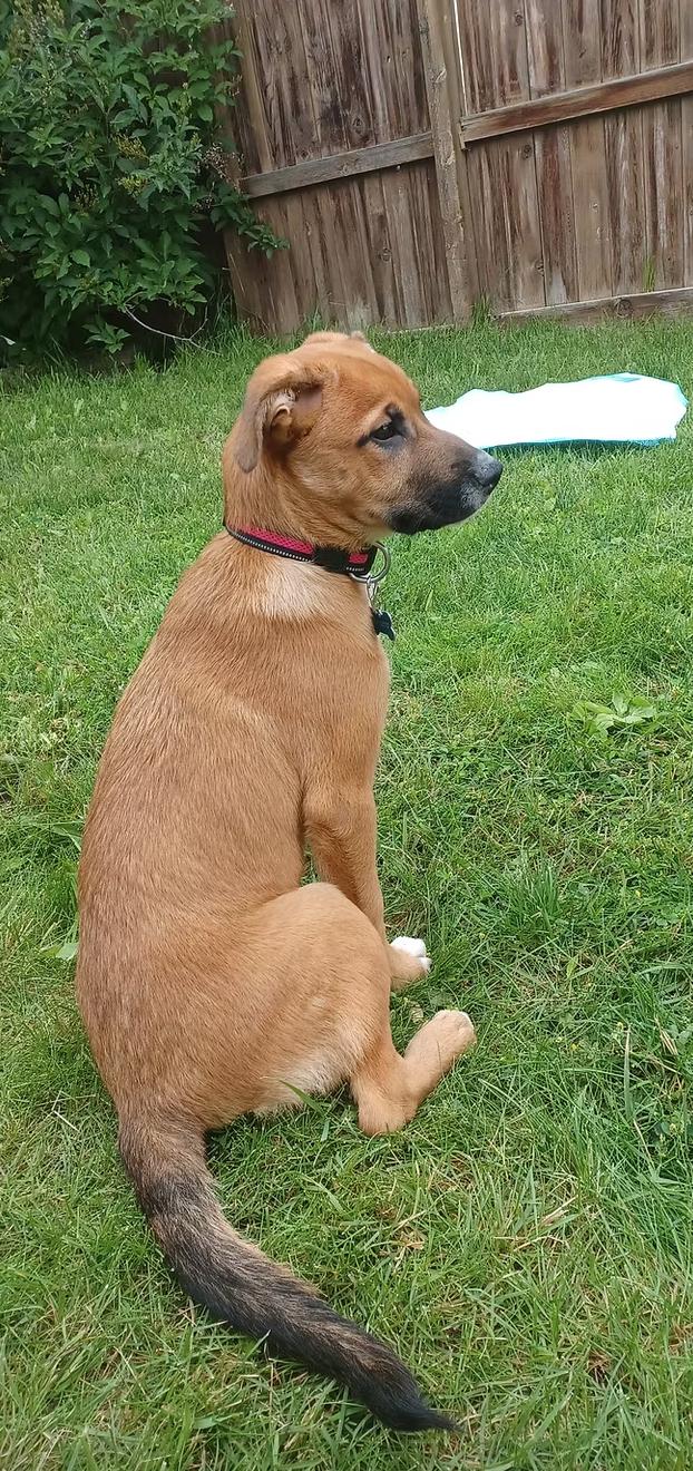 Enlarge Kensi, an adoptable mixed breed in Calgary, AB image 3/4