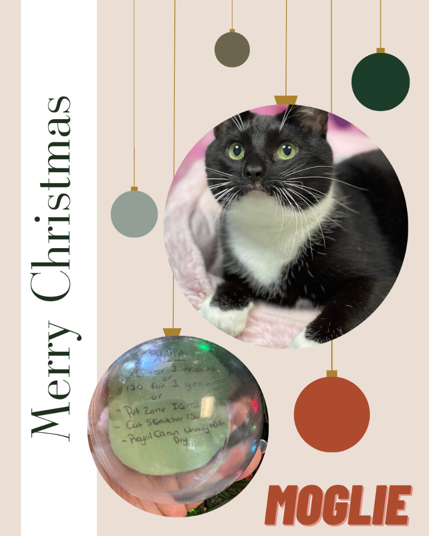 Moglie, a Adoptable Tuxedo in Huntington, WV image 1/6