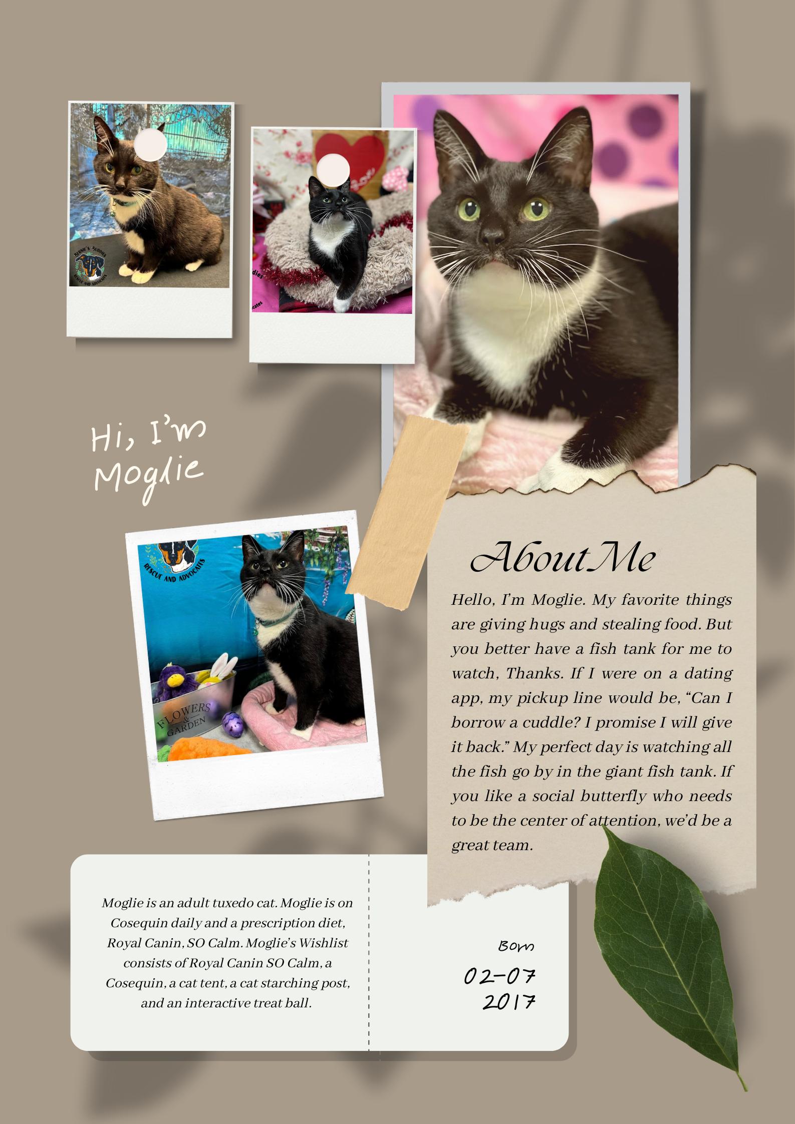 Moglie, Adoptable, Adult Male Tuxedo.