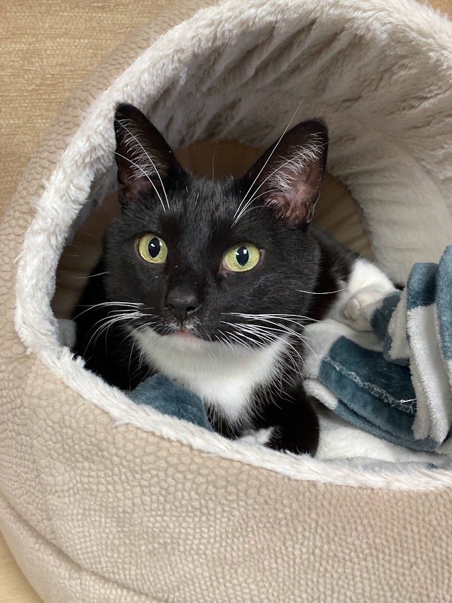 Moglie, a Adoptable Tuxedo in Huntington, WV image 2/6