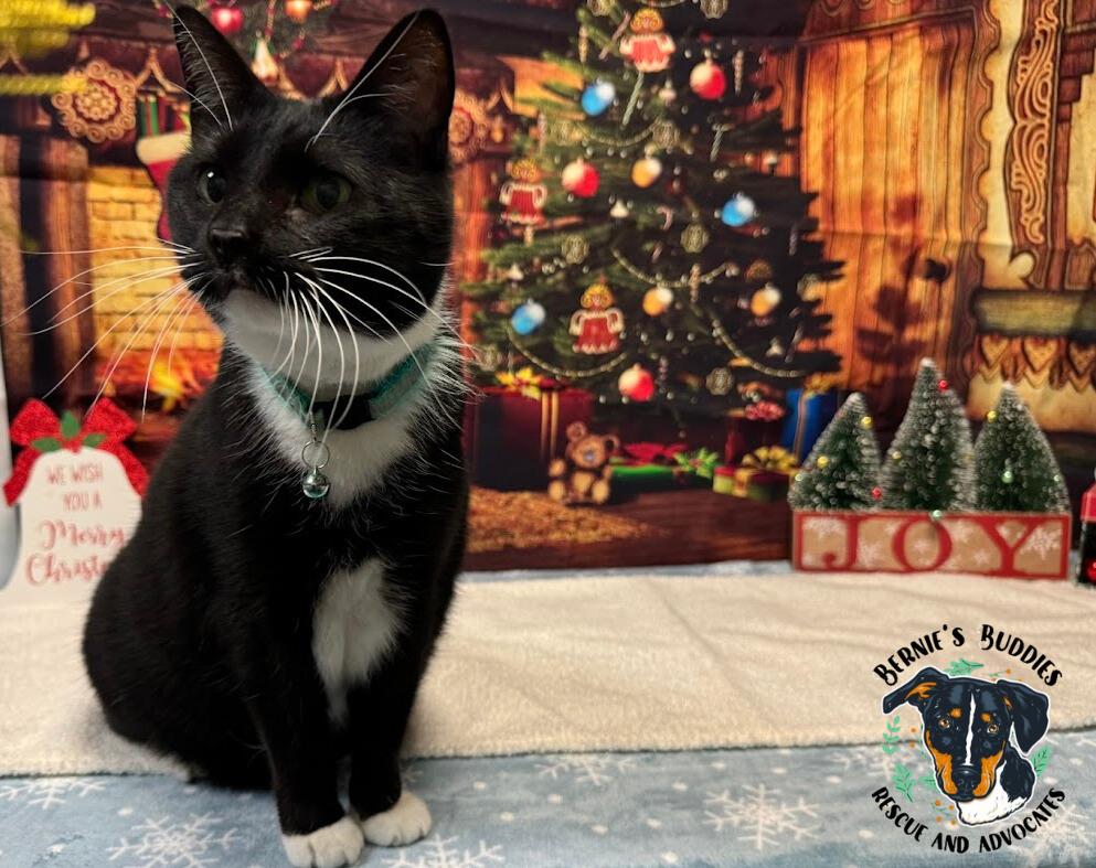 Moglie, a Adoptable Tuxedo in Huntington, WV image 5/6