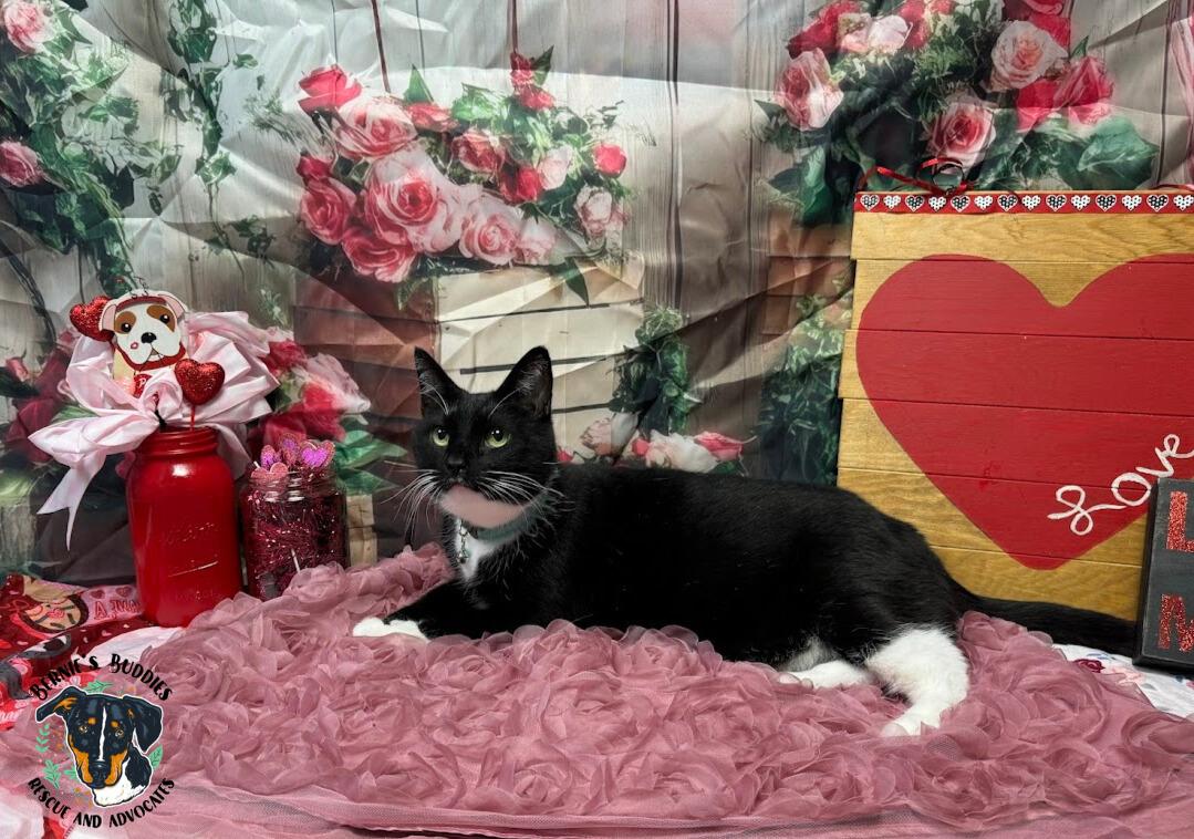 Moglie, a Adoptable Tuxedo in Huntington, WV image 6/6