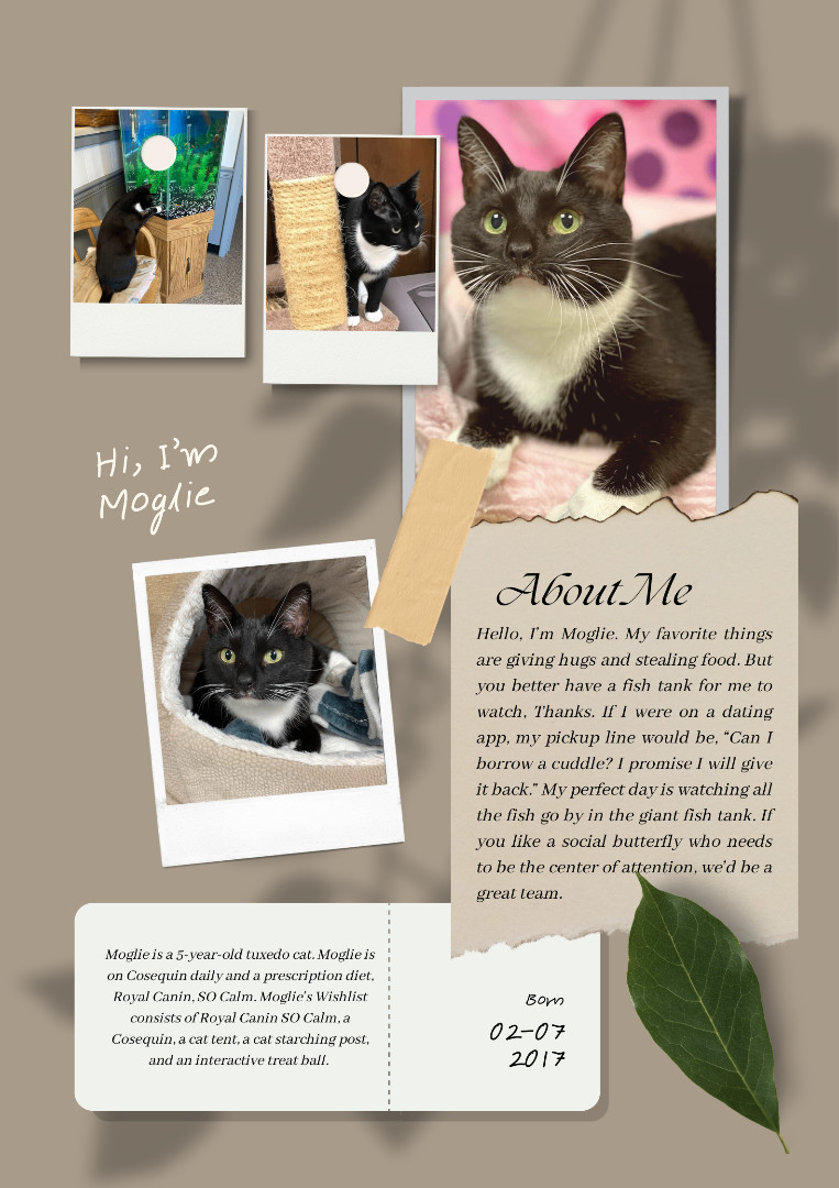 Moglie, a Adoptable Tuxedo in Huntington, WV image 3/6