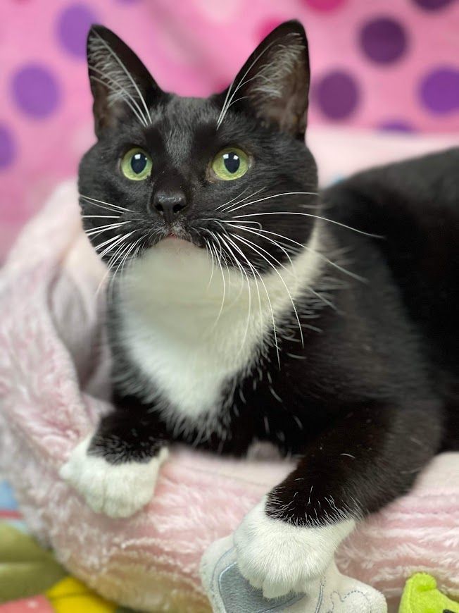 Moglie, a Adoptable Tuxedo in Huntington, WV image 4/6