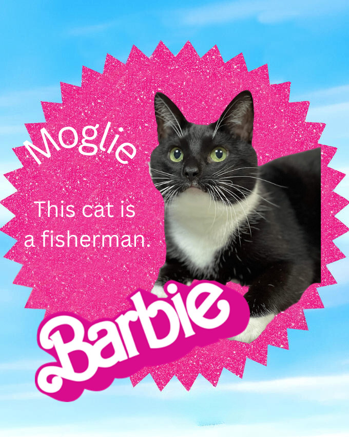 Moglie, a Adoptable Tuxedo in Huntington, WV image 5/6