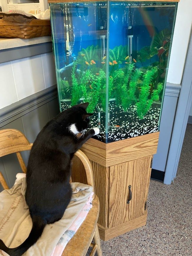 Moglie, a Adoptable Tuxedo in Huntington, WV image 6/6