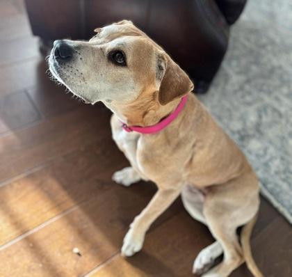 Sugars — thumbnail 2