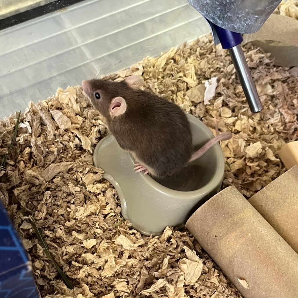 Harry, Adoptable, Baby Male Mouse.