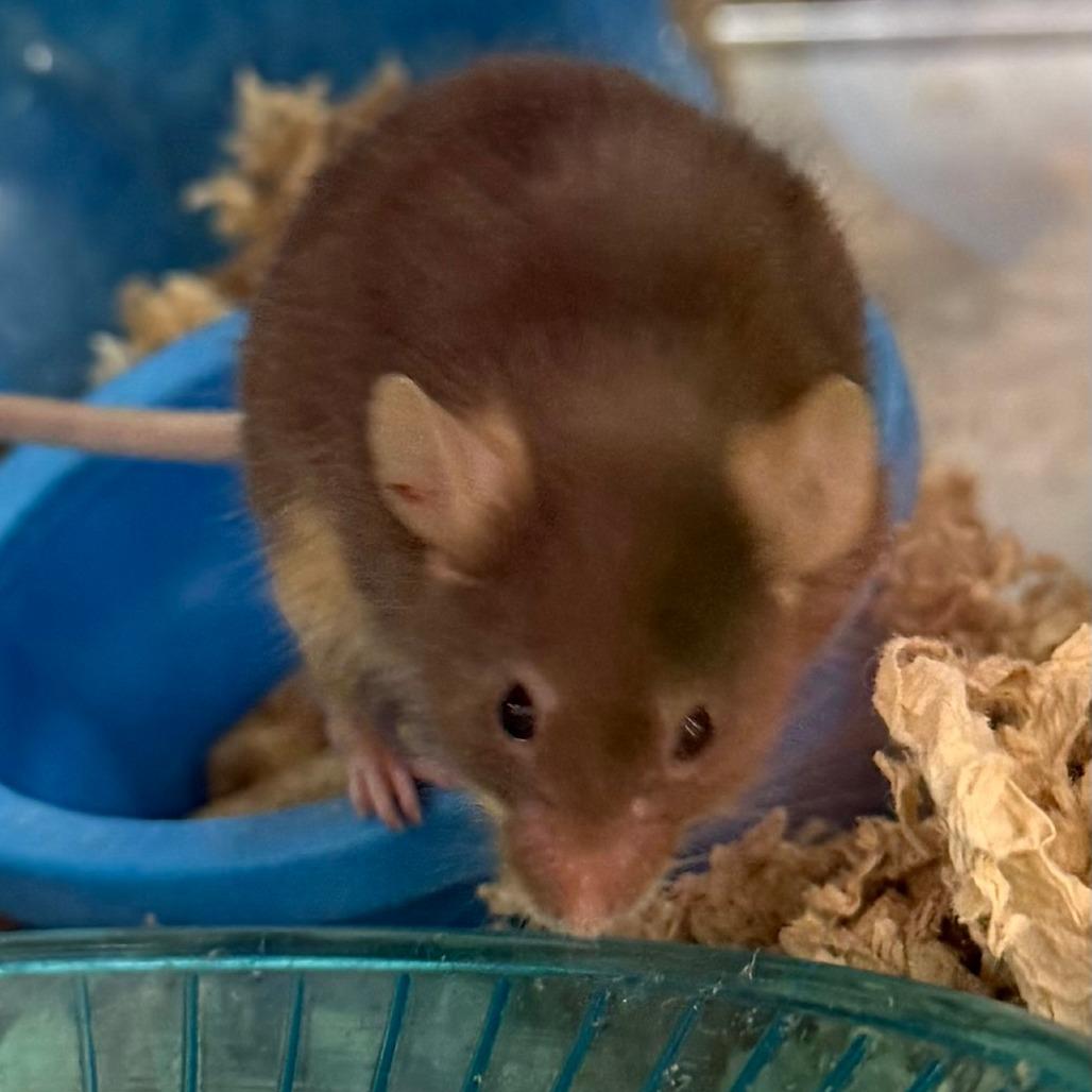 Harry, a Adoptable Mouse in Fairport, NY image 2/4