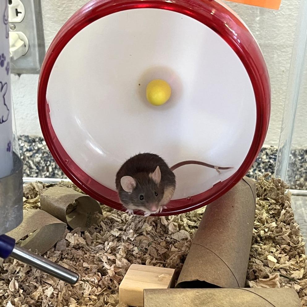 Harry, a Adoptable Mouse in Fairport, NY image 3/4