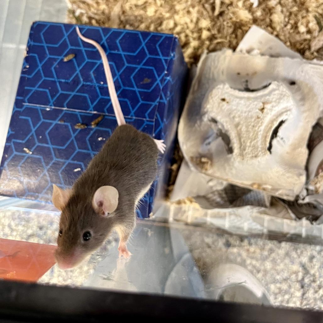 Harry, a Adoptable Mouse in Fairport, NY image 4/4
