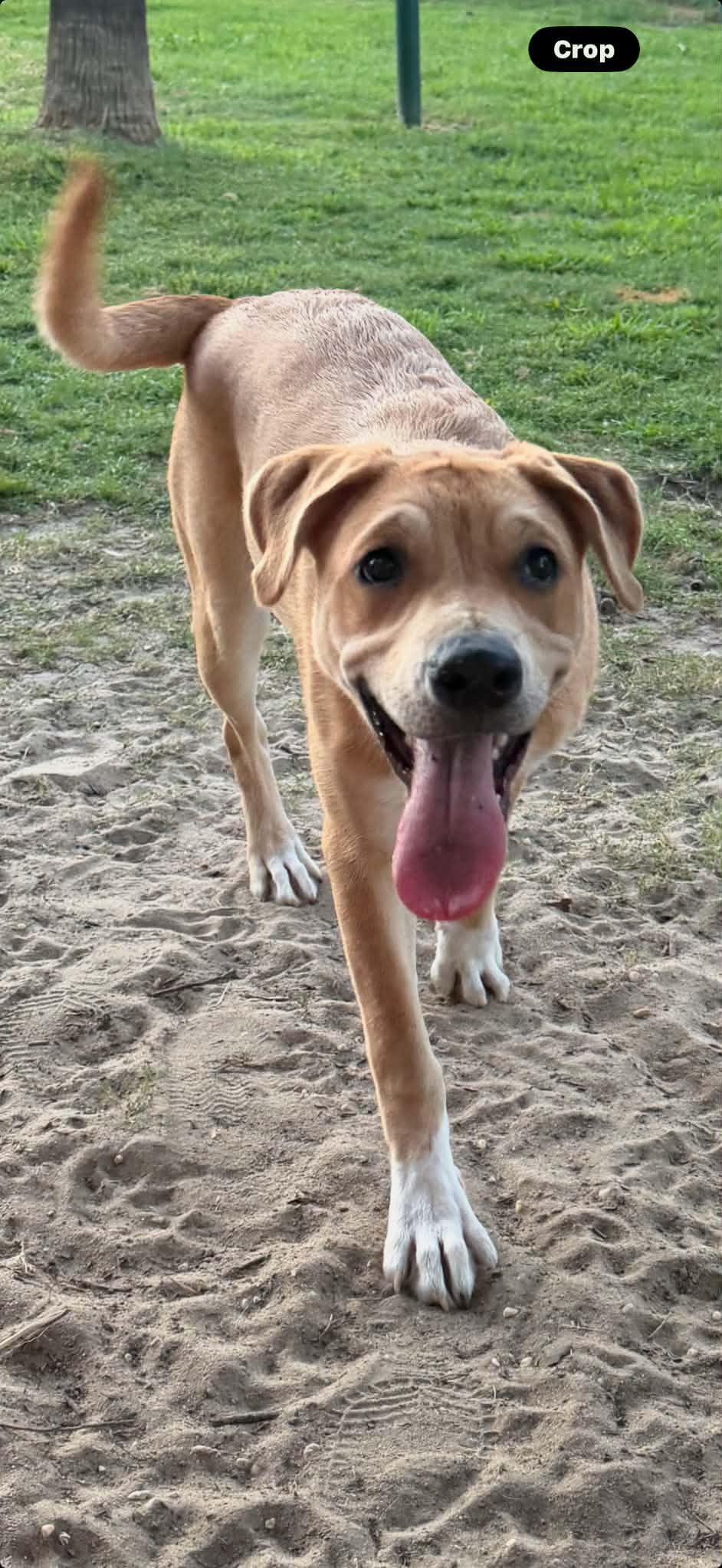 Daisy, a ADOPTABLE mixed breed in Foley, AL image 1/3