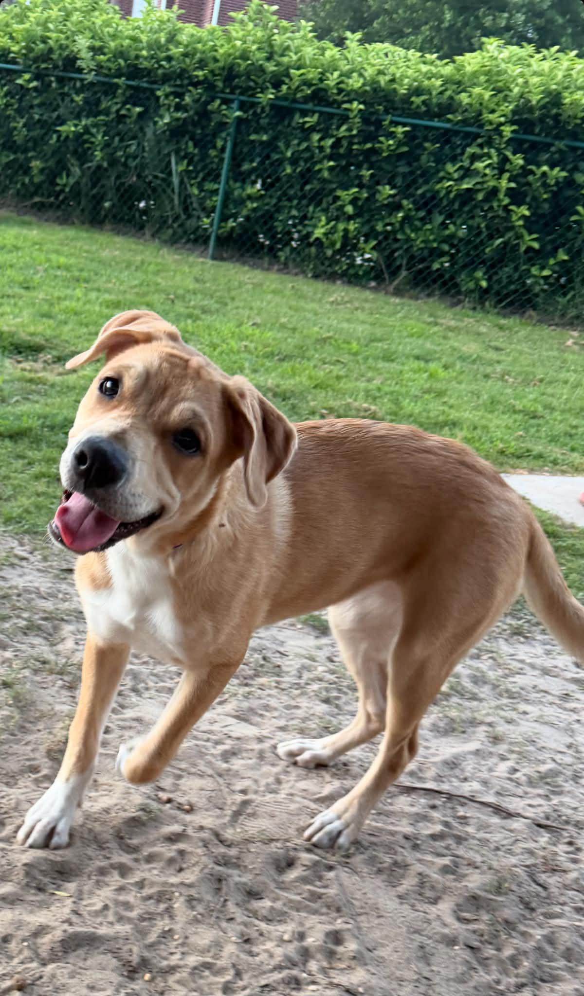 Daisy, a ADOPTABLE mixed breed in Foley, AL image 3/3