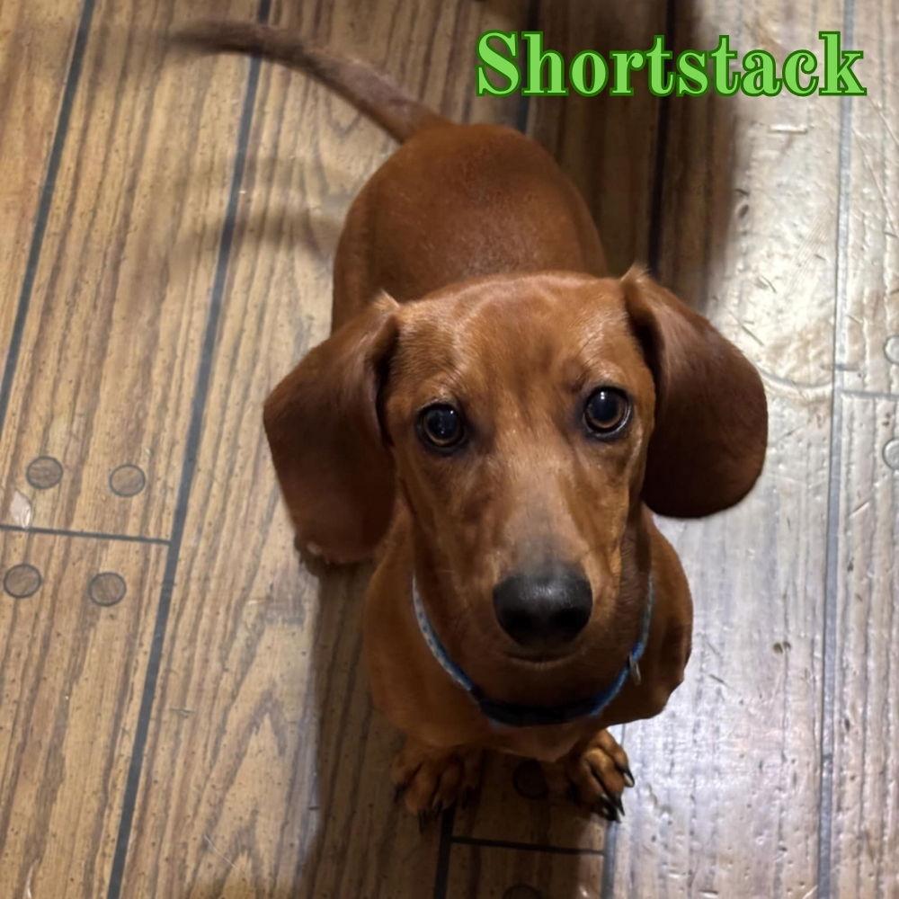 Shortstack, a Adopted Dachshund in San Antonio, TX image 1/3