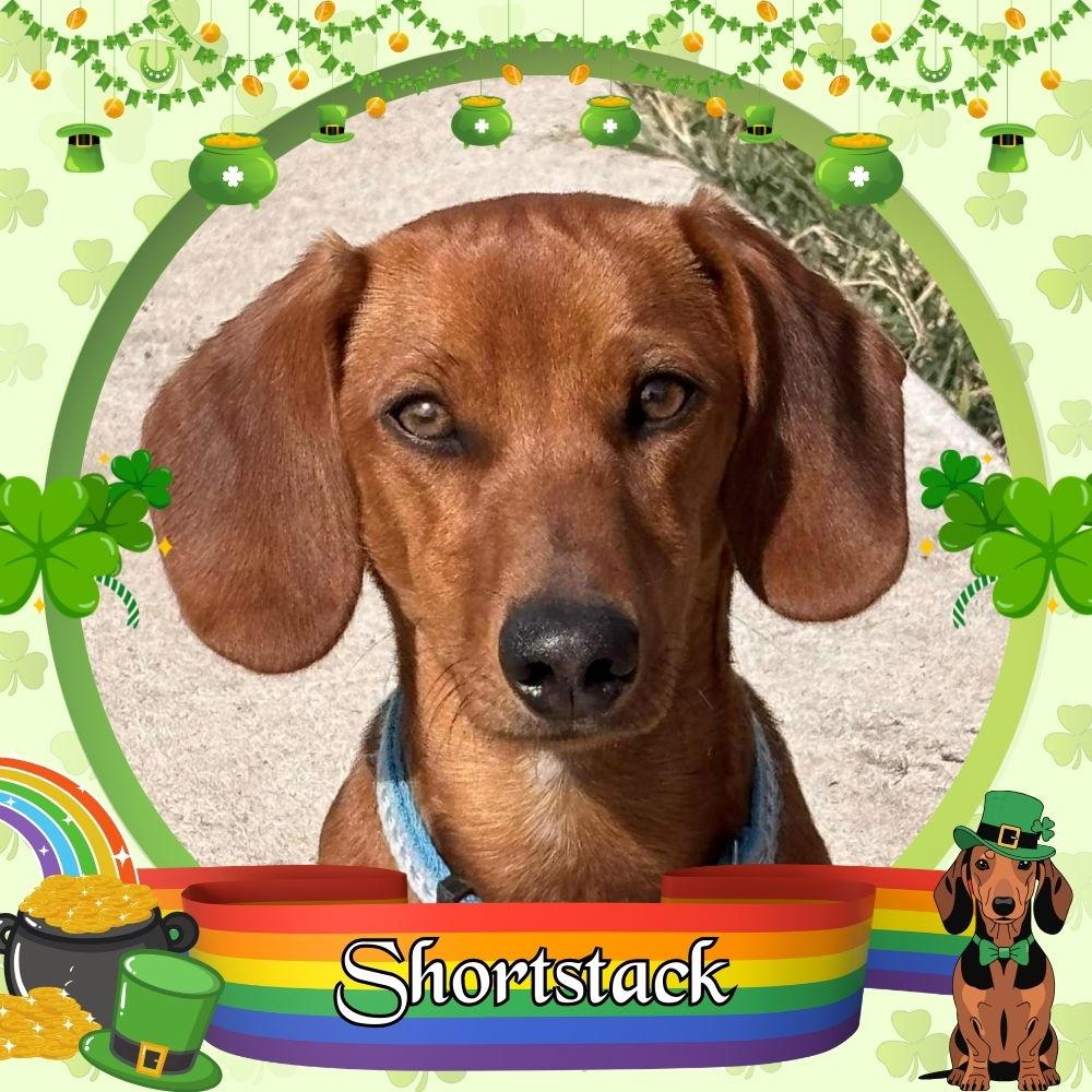 Shortstack, a Adopted Dachshund in San Antonio, TX image 2/3