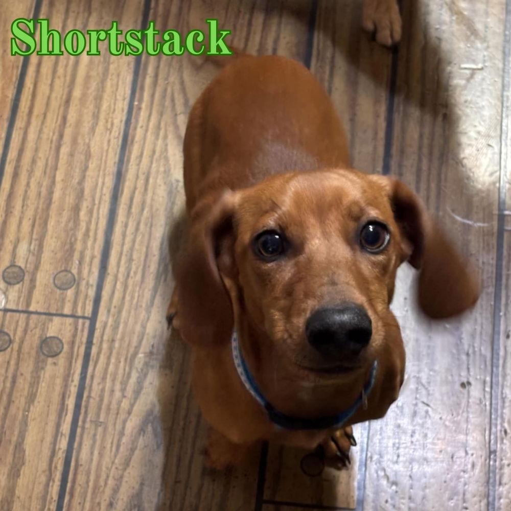 Shortstack, a Adopted Dachshund in San Antonio, TX image 3/3