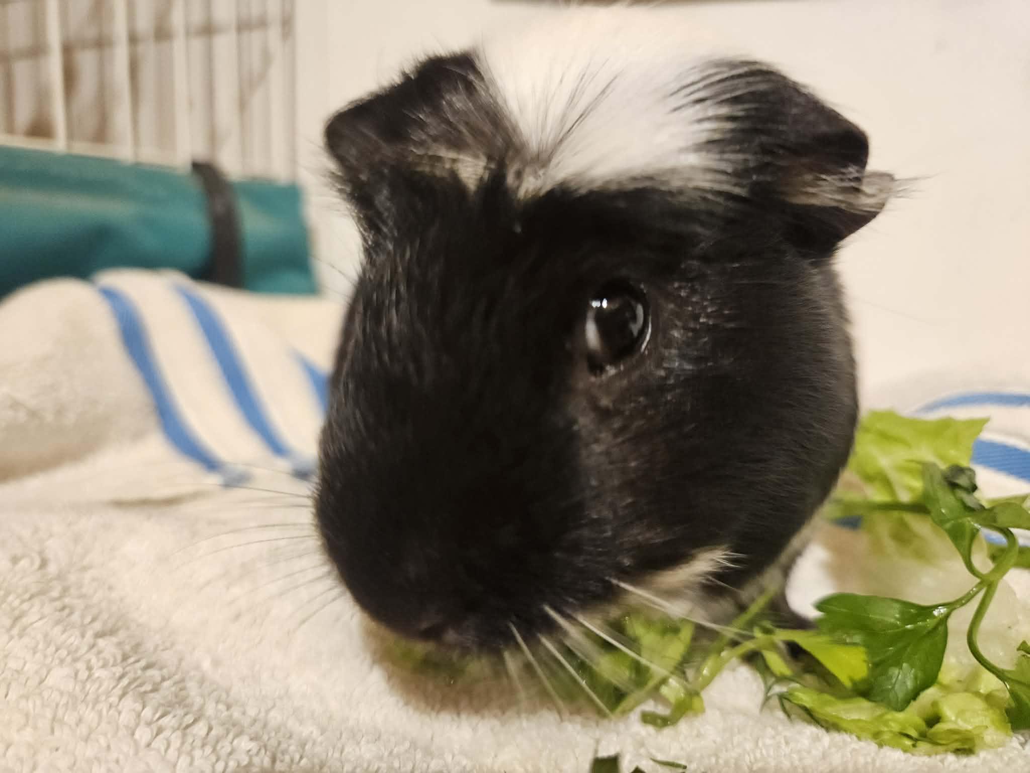 Gigi the Male , a ADOPTABLE Guinea Pig in Sauk Village, IL image 1/3
