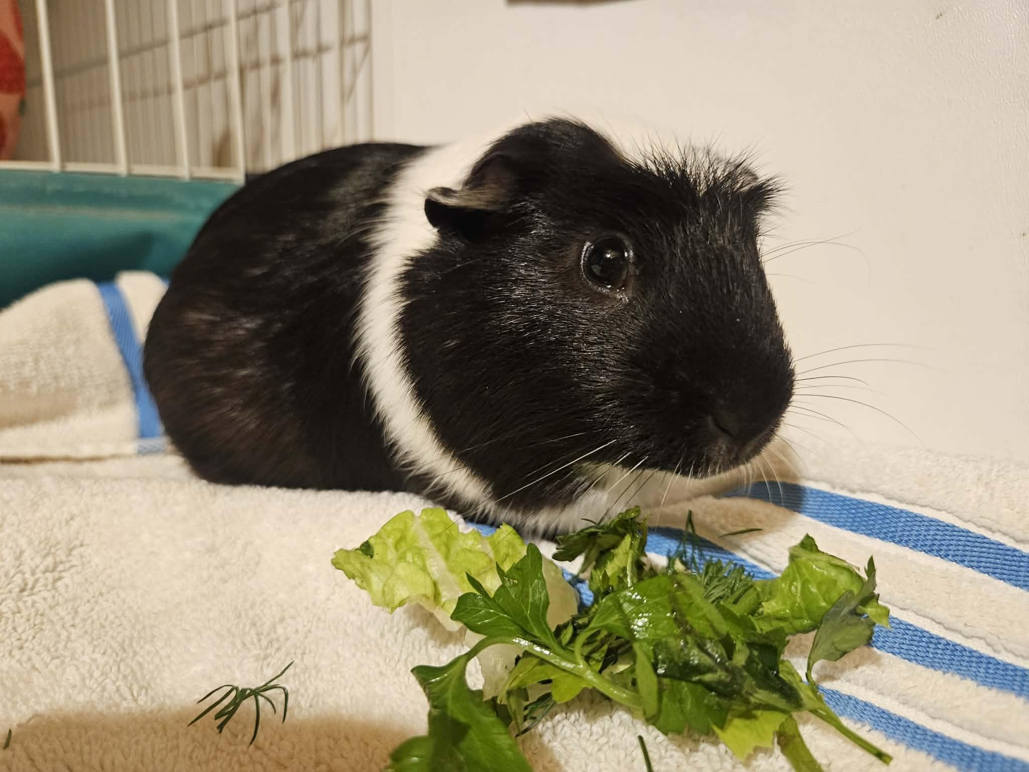 Gigi the Male , a ADOPTABLE Guinea Pig in Sauk Village, IL image 2/3