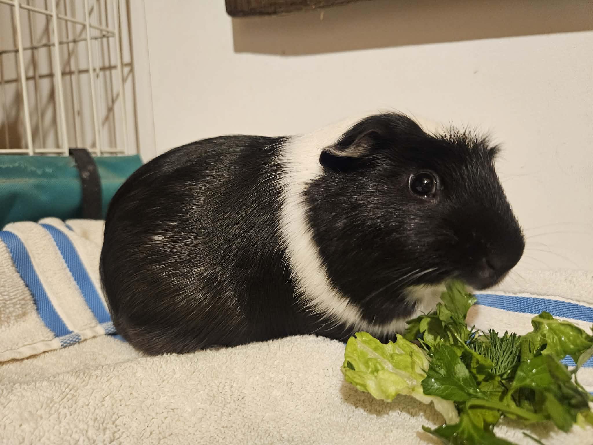 Gigi the Male , a ADOPTABLE Guinea Pig in Sauk Village, IL image 3/3