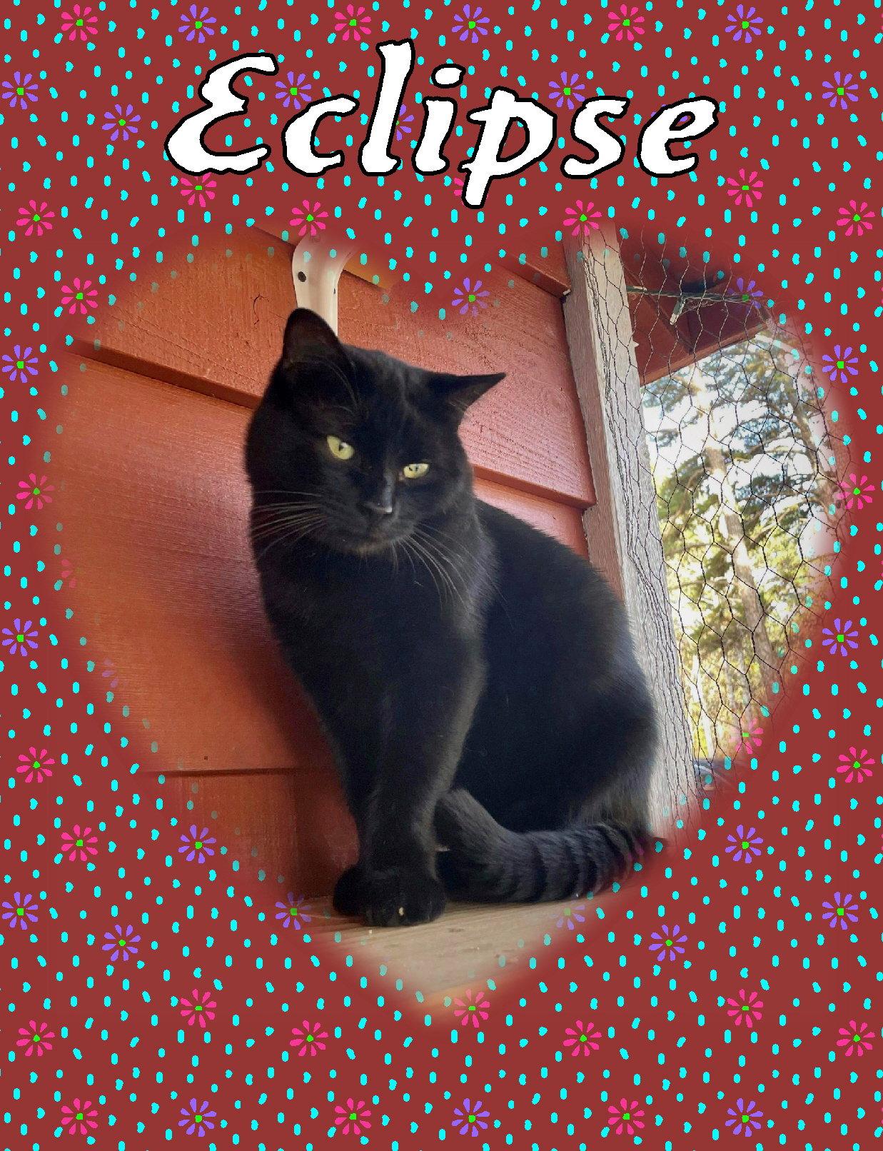 Enlarge Eclipse, a Adoptable Domestic Short Hair in Piedmont, MO image 1/3