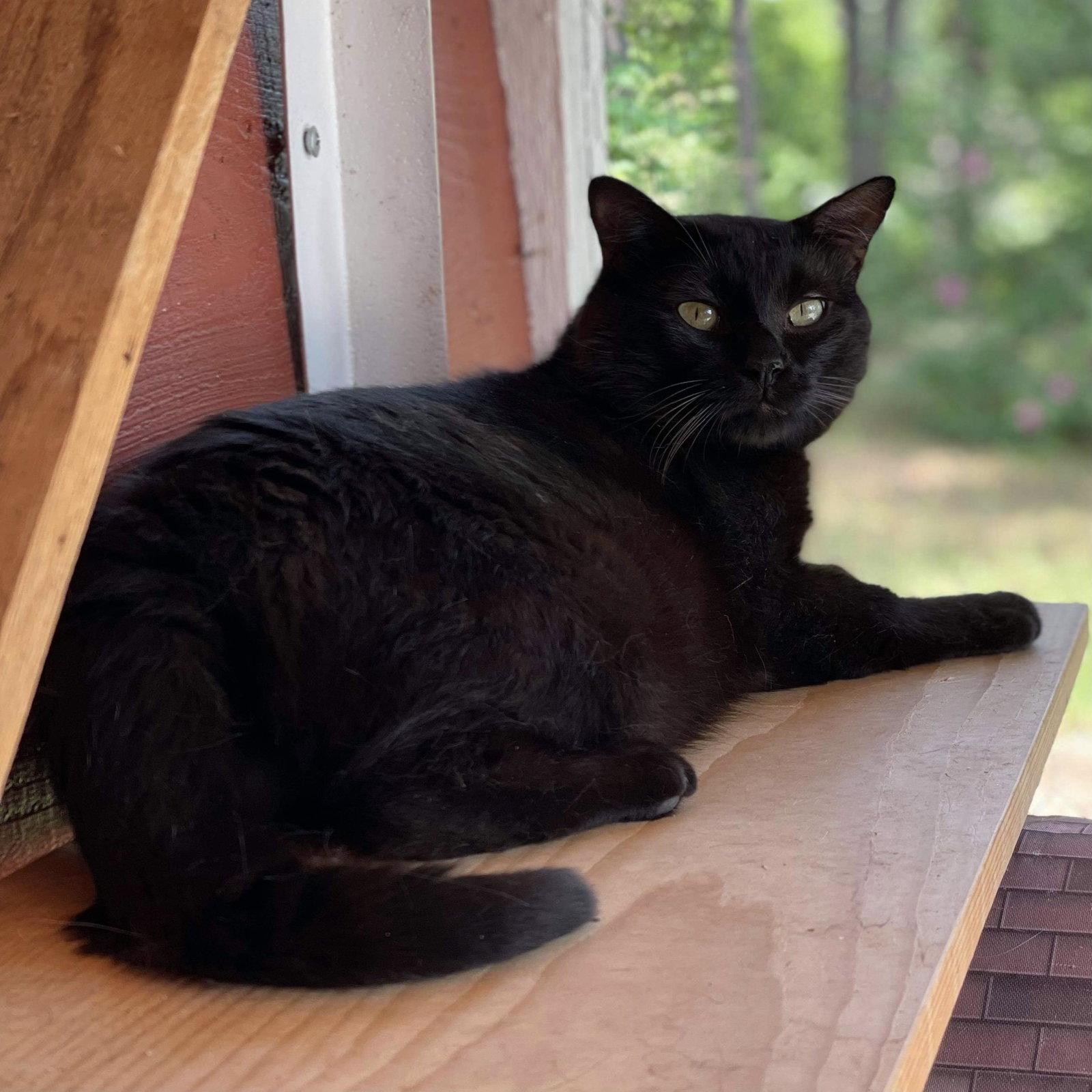 Enlarge Eclipse, a Adoptable Domestic Short Hair in Piedmont, MO image 2/3