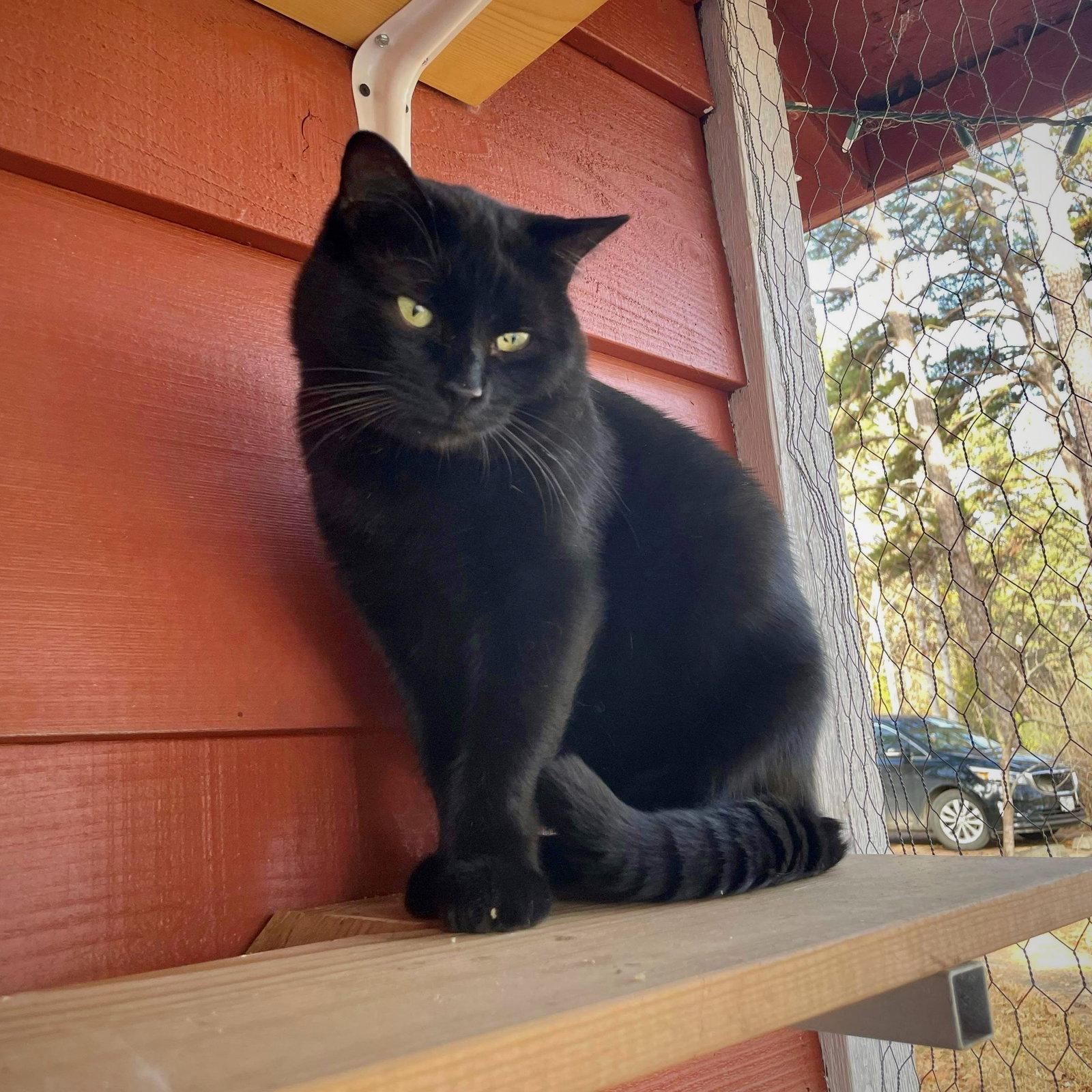 Enlarge Eclipse, a Adoptable Domestic Short Hair in Piedmont, MO image 3/3