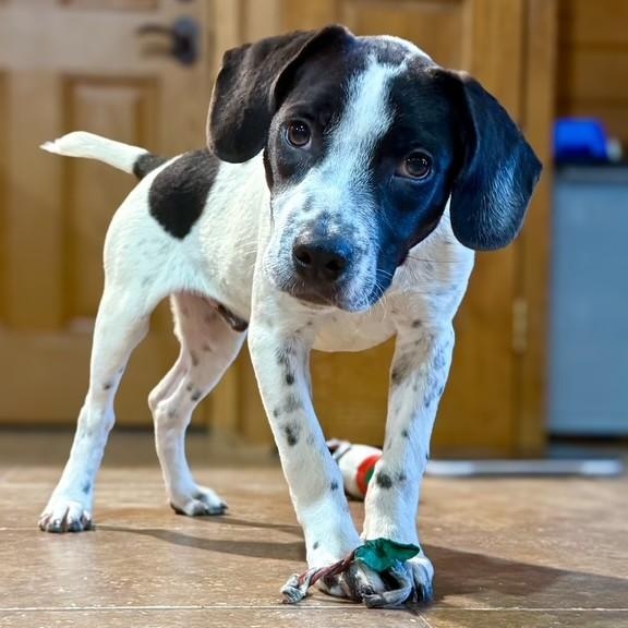 Enlarge Domino, a Adopted mixed breed in Williston, VT image 4/4