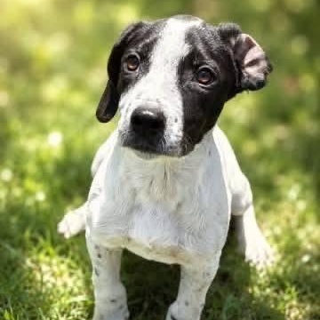 Enlarge Domino, a Adopted mixed breed in Williston, VT image 2/4