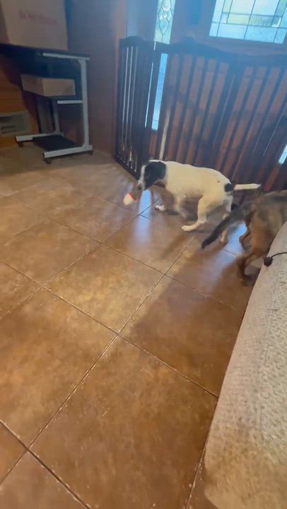 Enlarge Domino, a Adopted mixed breed in Williston, VT video 3/4
