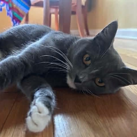 Enlarge Mama Mistletoe, a Adoptable mixed breed in Gladstone, OR image 6/6