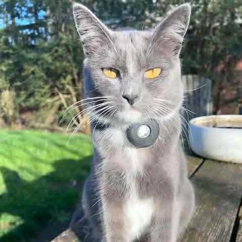 Enlarge Mama Mistletoe, a Adoptable mixed breed in Gladstone, OR image 3/6