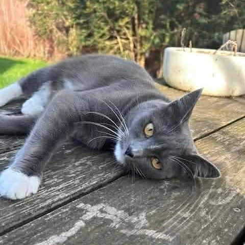 Enlarge Mama Mistletoe, a Adoptable mixed breed in Gladstone, OR image 2/6