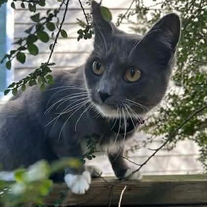 Enlarge Mama Mistletoe, a Adoptable mixed breed in Gladstone, OR image 4/6