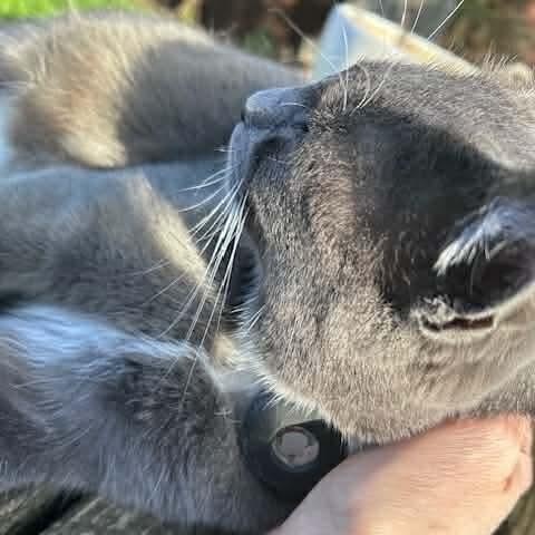 Enlarge Mama Mistletoe, a Adoptable mixed breed in Gladstone, OR image 5/6