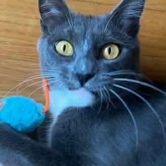 Mama Mistletoe, Adoptable, Young Female Tuxedo & Domestic Short Hair.