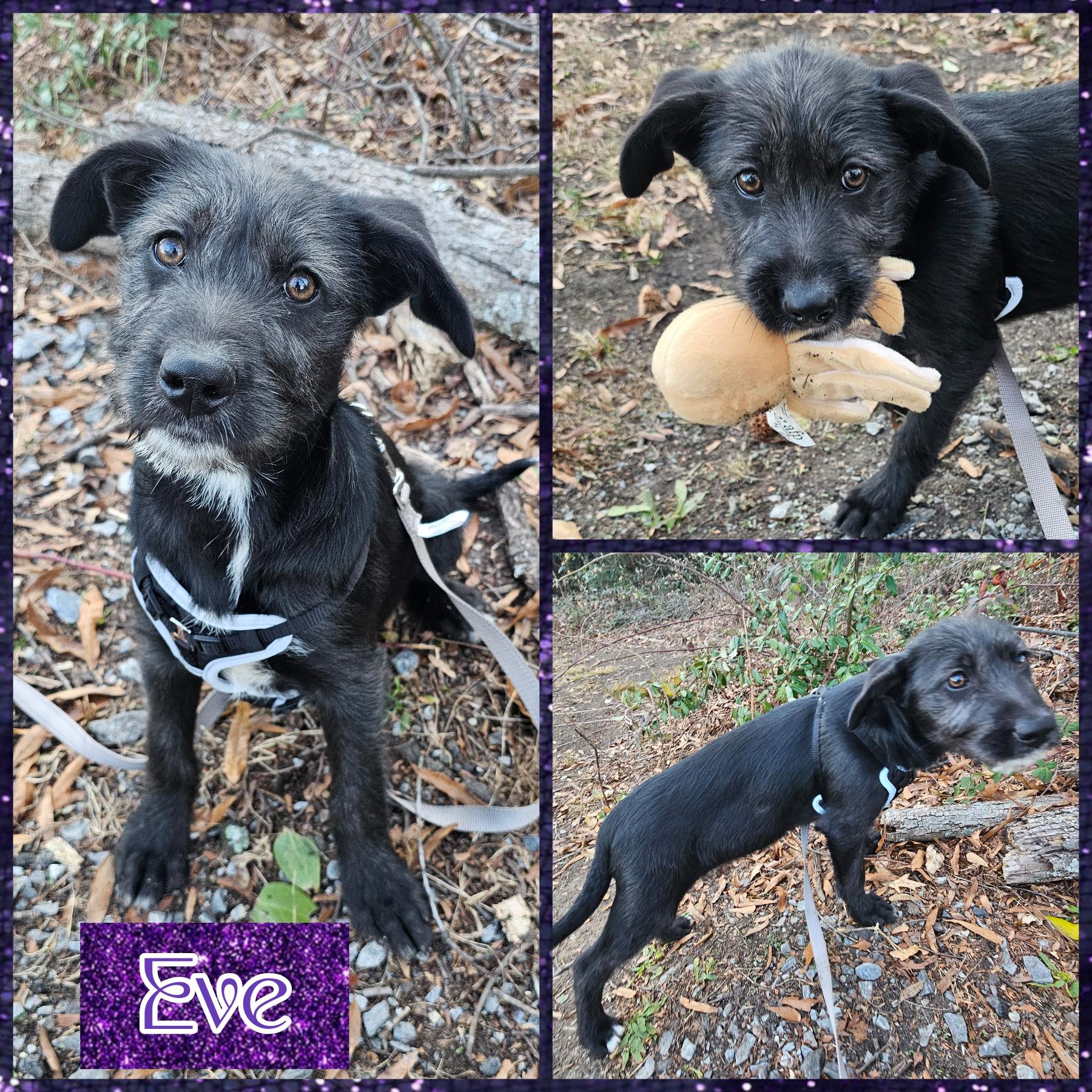 Eve, Adoptable, Puppy Female German Shepherd Dog & Terrier.
