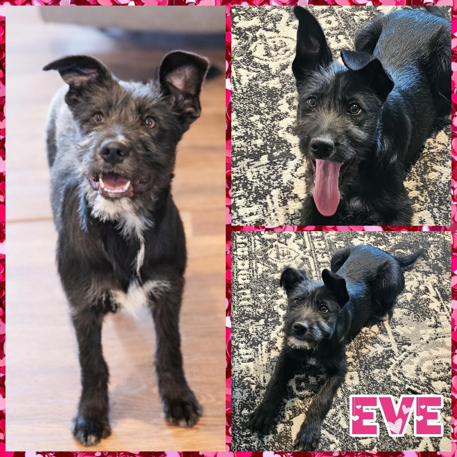 Enlarge Eve, a Adoptable mixed breed in Blacksburg, SC image 1/3